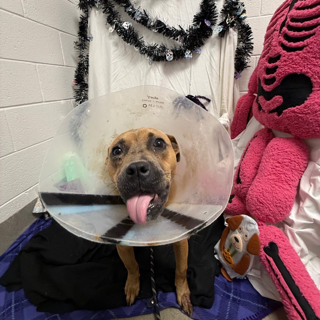 Photo of Willie, adoptable Mixed Breed (Medium) in Martinsville, Virginia