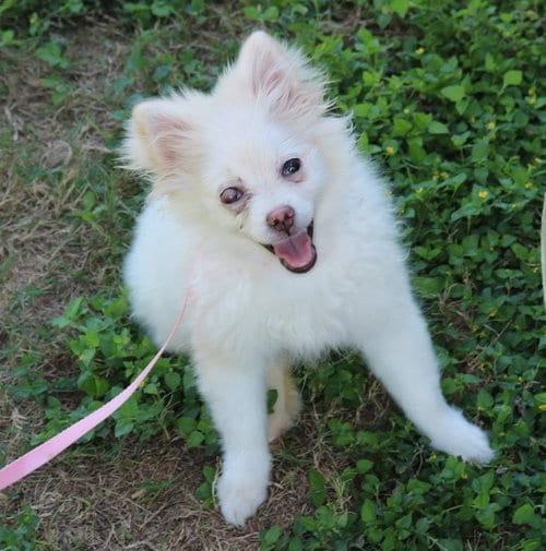 Photo of Loti, adoptable Pomeranian in Bandera, Texas