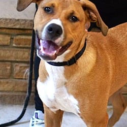 Photo of Scout, adoptable Hound (Unknown Type) in White Plains, New York