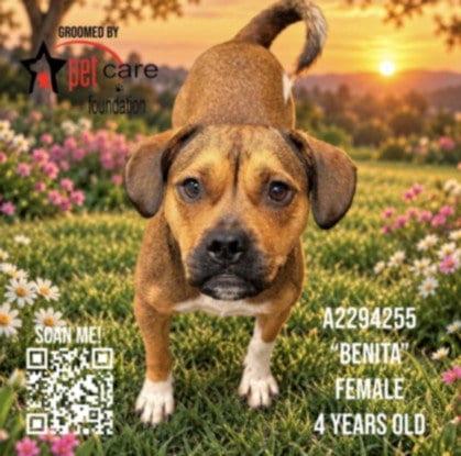 Photo of Benita, adoptable Beagle in Los Angeles, California
