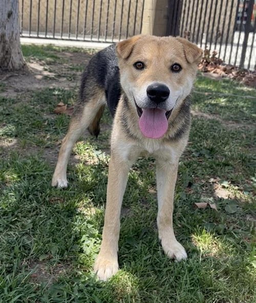Photo of Ducky, adoptable Chinese Shar-Pei in Riverside, California