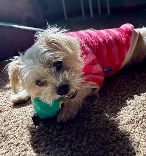 Photo of Sailor, adoptable Cairn Terrier in St. Louis Park, Minnesota
