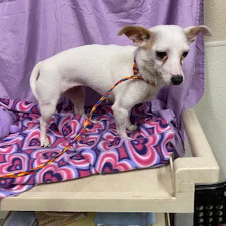 Photo of A615057, adoptable Chihuahua in Modesto, California