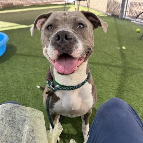 Photo of Suki, adoptable American Pit Bull Terrier in Phoenix, Arizona