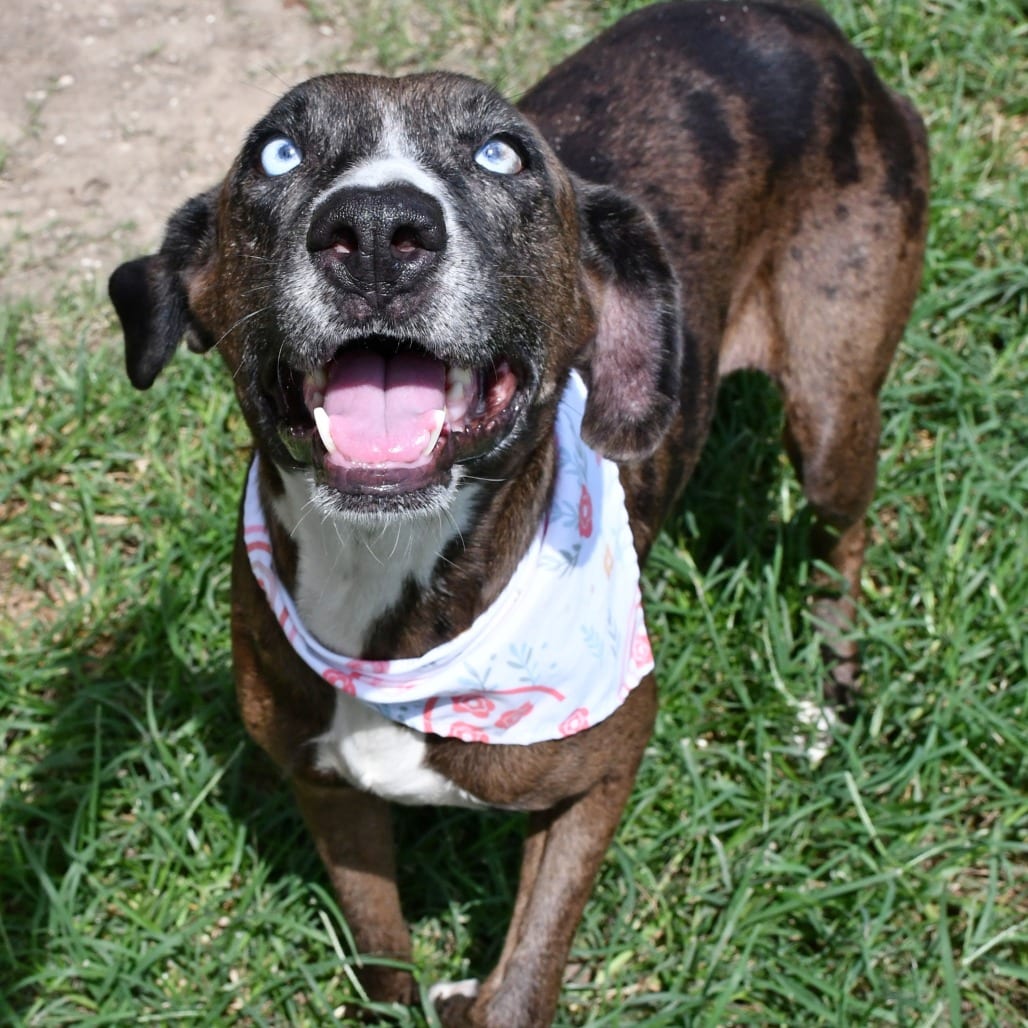 Photo of Laurie, adoptable Catahoula Leopard Dog in Beaumont, Texas