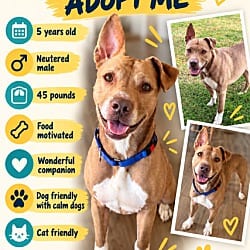 Photo of Victory, adoptable Terrier (Unknown Type, Medium) in Roswell, Georgia