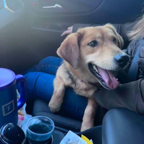 Photo of Buddy, adoptable Beagle in Rustburg, Virginia