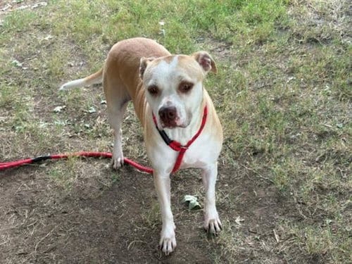 Photo of Marley, adoptable Labrador Retriever in Tulsa, Oklahoma