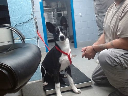 Photo of Abigail, adoptable Border Collie in Albuquerque, New Mexico