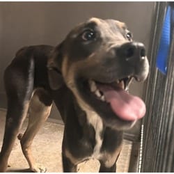 Photo of Manuel, adoptable American Pit Bull Terrier in San Bernardino, California