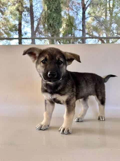 Photo of Sully, adoptable German Shepherd Dog in Castaic, California
