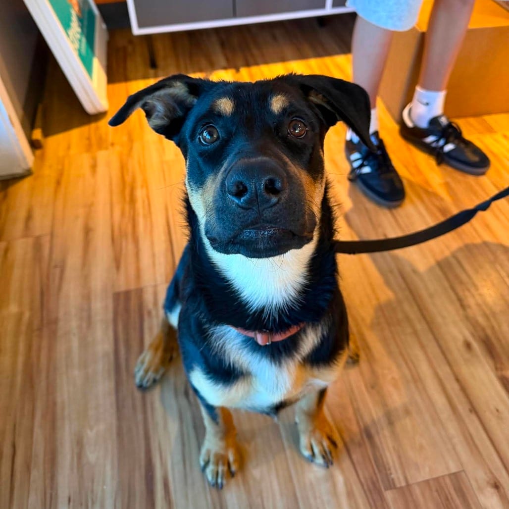 Photo of Smokey **Family Friendly - Loves Kids, adoptable Shepherd / Rottweiler in Bend, Oregon