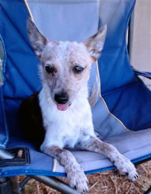 Photo of Conchita, adoptable Chihuahua in San Bernardino, California