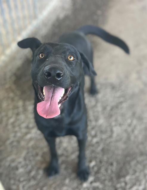 Photo of Lalo, adoptable Labrador Retriever in Riverside, California
