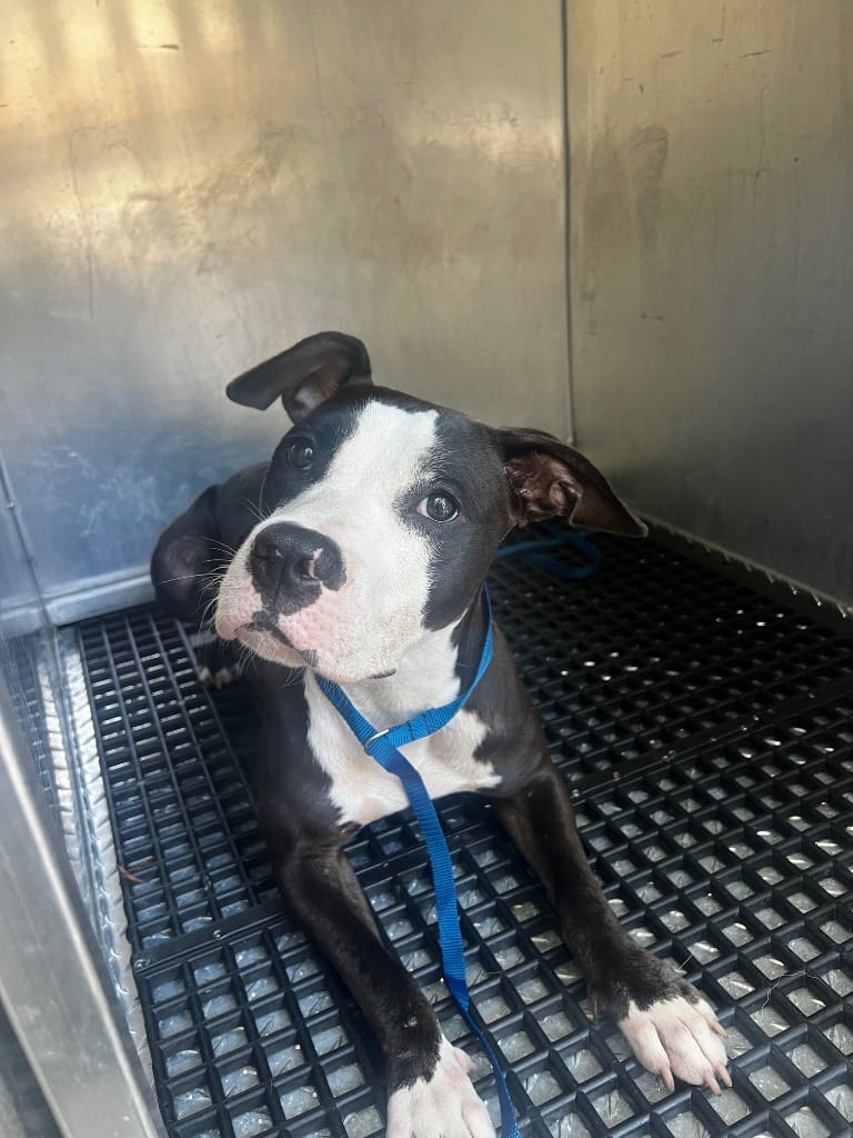 Photo of Marley, adoptable Mixed Breed in Douglasville, Georgia