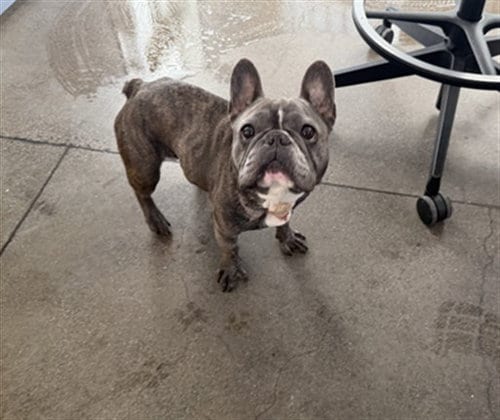 Photo of Dream, adoptable French Bulldog in Berkeley, California