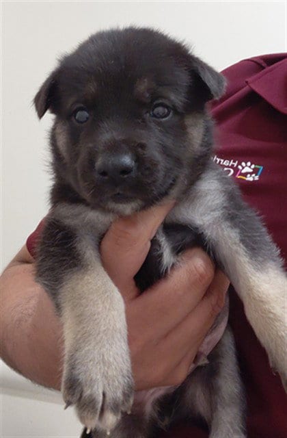 Photo of A659306, adoptable German Shepherd Dog in Houston, Texas