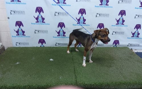 Photo of A605090, adoptable Beagle in Orlando, Florida