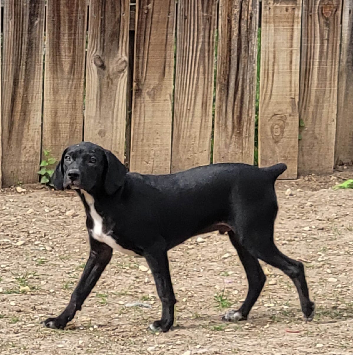 Photo of Dexter, adoptable Labrador Retriever in Kempner, Texas