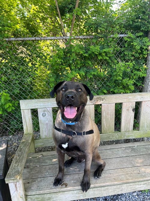 Photo of Roadster, adoptable Unknown breed / mixed in Elmsford, New York