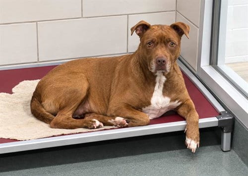 Photo of Sienna, adoptable American Pit Bull Terrier in Baytown, Texas