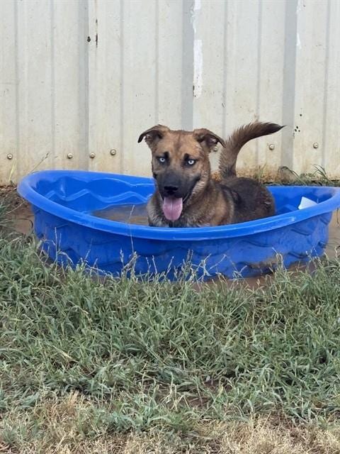 Photo of Jewel, adoptable German Shepherd Dog in Killeen, Texas