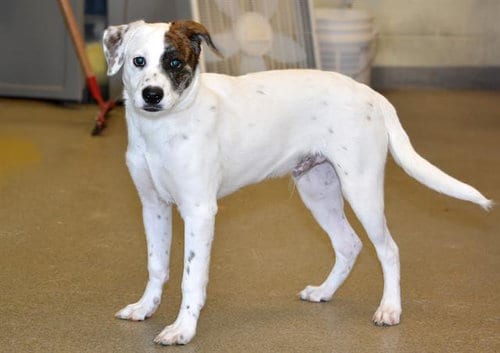 Photo of A124079, adoptable Jack Russell Terrier (Parson Russell Terrier) in West Valley, Utah