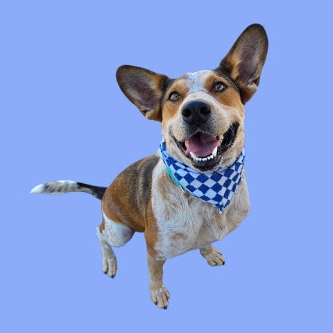 Photo of Pilot, adoptable Australian Cattle Dog/Blue Heeler in Bakersfield, California
