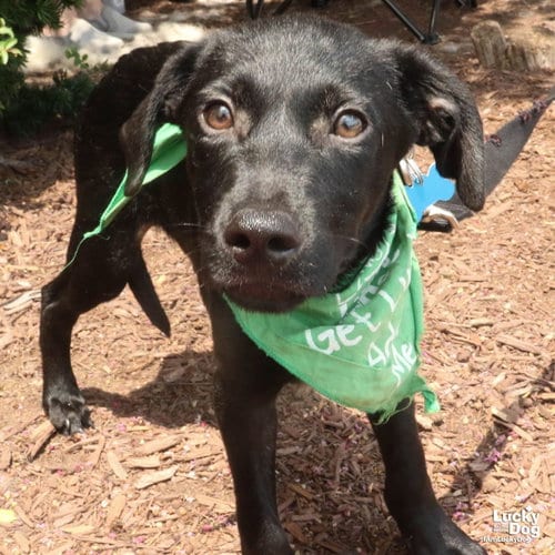Photo of Derek, adoptable Labrador Retriever in Washington, District of Columbia