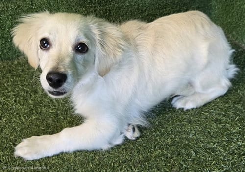 Photo of Georgia, adoptable Chihuahua in Lancaster, California