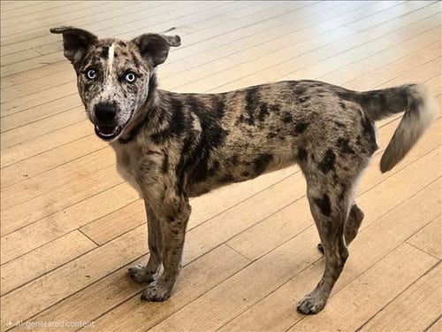 Photo of Luna, adoptable Catahoula Leopard Dog in Van Nuys, California