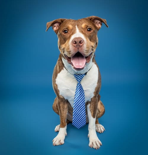 Photo of Randy, adoptable American Pit Bull Terrier in Baltimore, Maryland