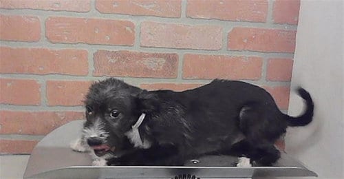 Photo of A2094266, adoptable Labrador Retriever in Houston, Texas