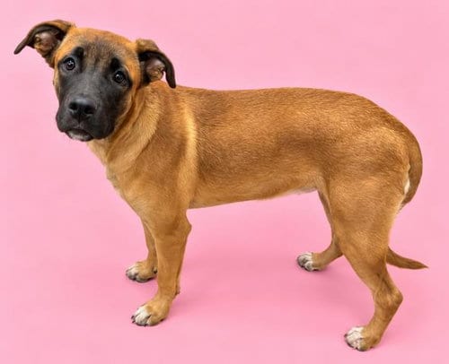 Photo of Coconut, adoptable Belgian Shepherd Malinois in HESPERIA, California