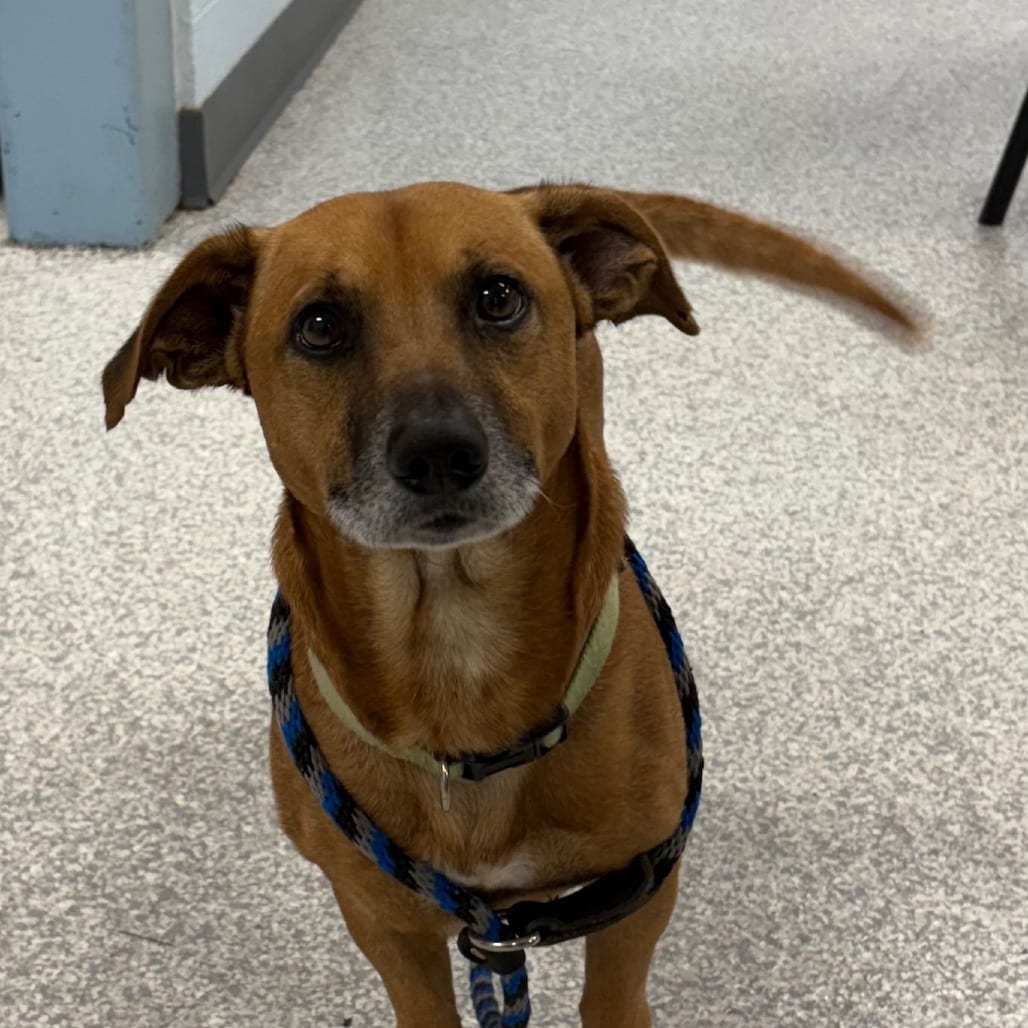 Photo of Max, adoptable Terrier / Mixed Breed (Medium) in East Hanover, New Jersey
