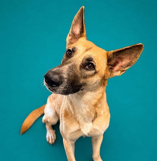 Photo of Chippy, adoptable German Shepherd Dog in Pearland, Texas