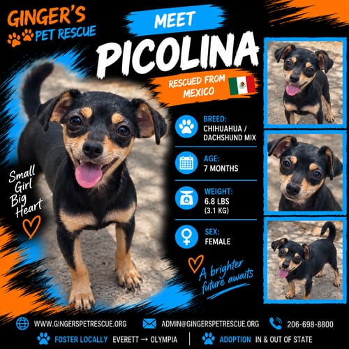 Photo of Picolina from Mexico, adoptable Chihuahua in Federal Way, Washington