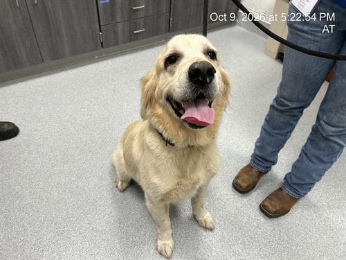 Photo of Blue, adoptable Golden Retriever in Ocala, Florida