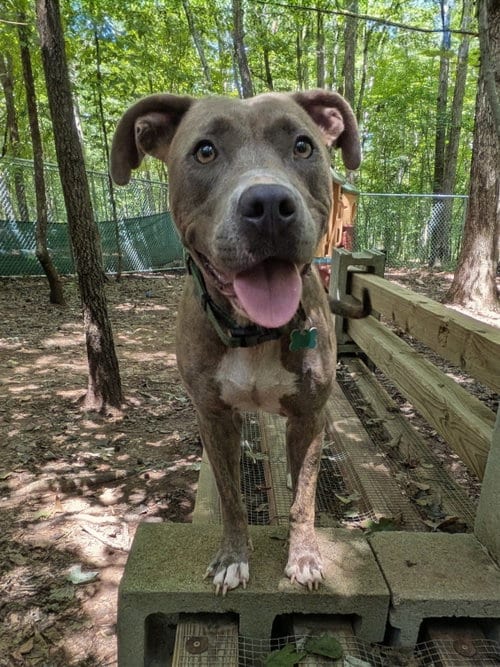 Photo of Naomi, adoptable Unknown breed (short coat) in McCormick, South Carolina