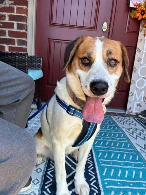 Photo of Mayo, adoptable Hound in Westwood, New Jersey