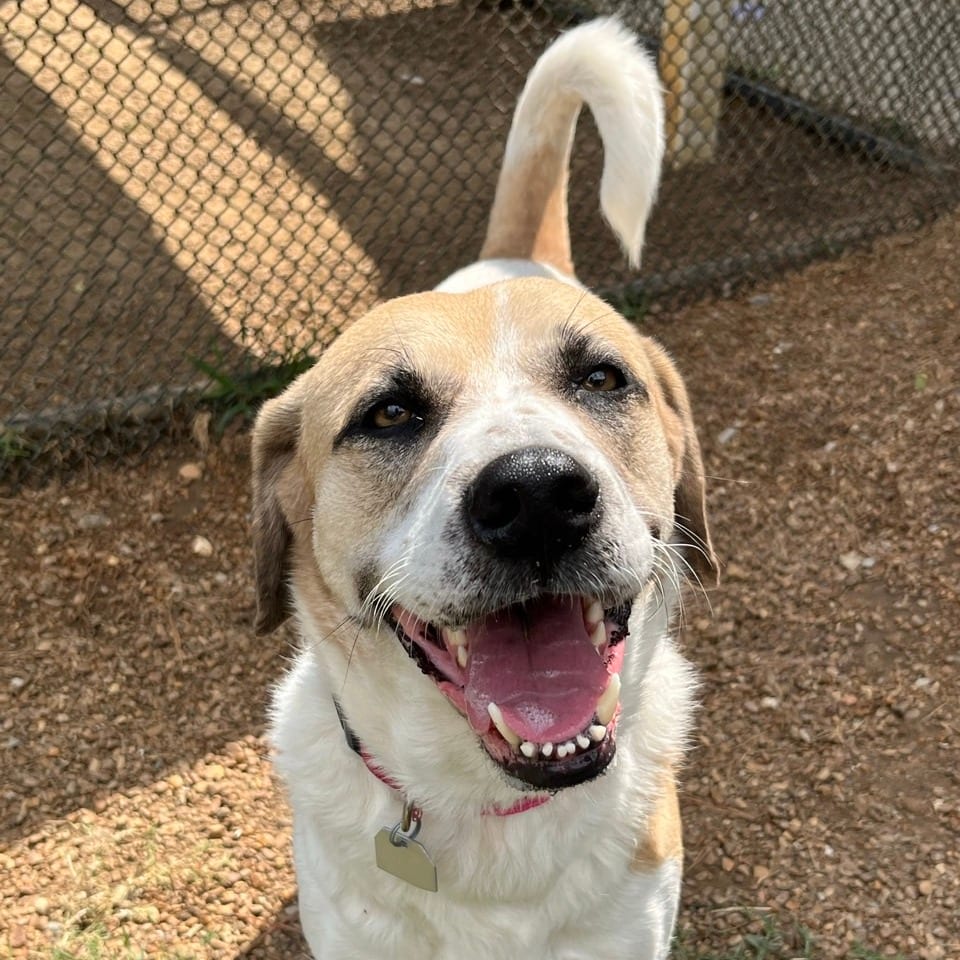Photo of Celeste, adoptable Mixed Breed (Large) in Chattanooga, Tennessee