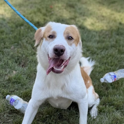 Photo of George, adoptable Australian Shepherd in Yardley, Pennsylvania