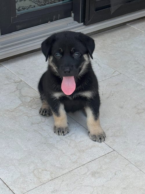 Photo of Jinx, adoptable Shepherd in Phoenix, Arizona