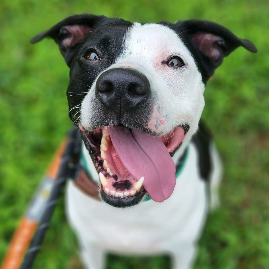 Photo of Mojito, adoptable Mixed Breed (Large) in Greensboro, North Carolina