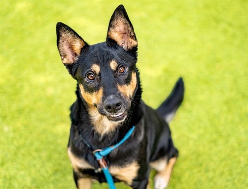Photo of Maya, adoptable German Shepherd Dog in San Jose, California