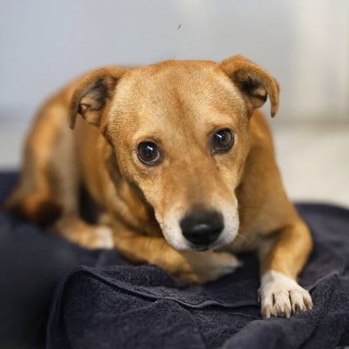 Photo of Cody, adoptable Terrier in San Antonio, Texas