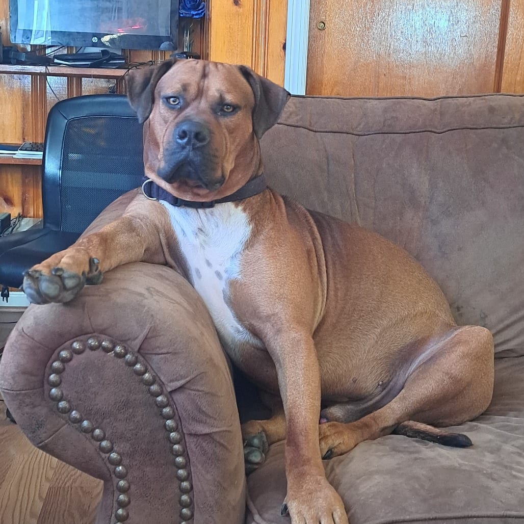 Photo of Brown Suga, adoptable Mixed Breed (Large) in Chattanooga, Tennessee