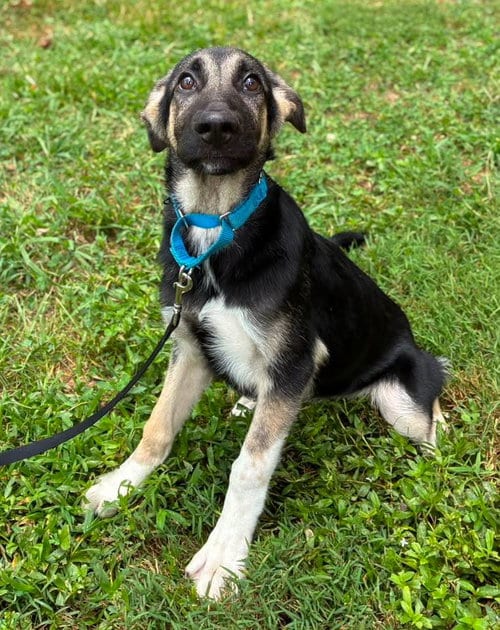 Photo of Morgan, adoptable German Shepherd Dog in Clarkesville, Georgia