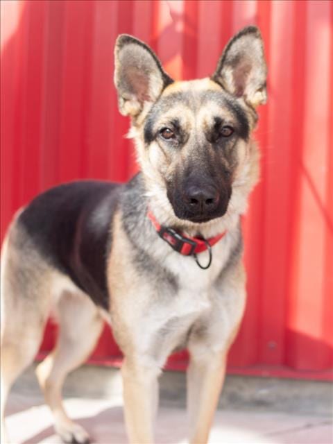 Photo of Winifred, adoptable German Shepherd Dog in Tracy, California