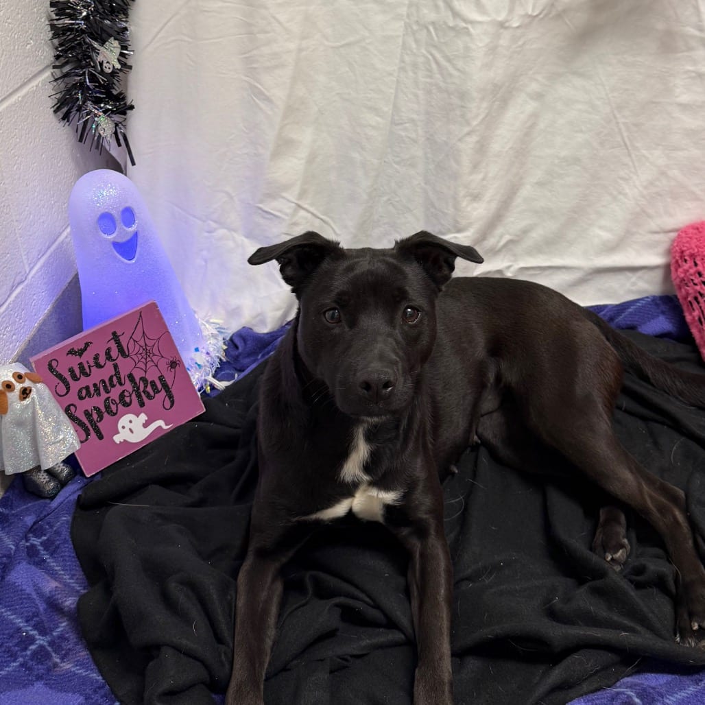 Photo of Kanga, adoptable Mixed Breed (Medium) in Martinsville, Virginia